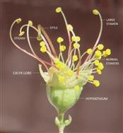  Flower with corolla removed